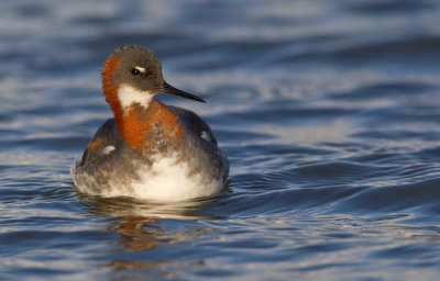 Red-necked Phalarope / Grauwe Franjepoot