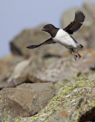 Little Auk / Kleine Alk 