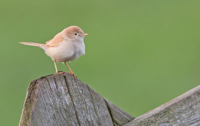 African desert warbler / Afrikaanse woestijngrasmus