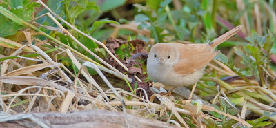 African desert warbler / Afrikaanse woestijngrasmus