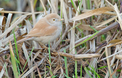 African desert warbler / Afrikaanse woestijngrasmus