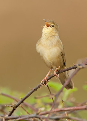 Grasshopper warbler / Sprinkhaanzanger