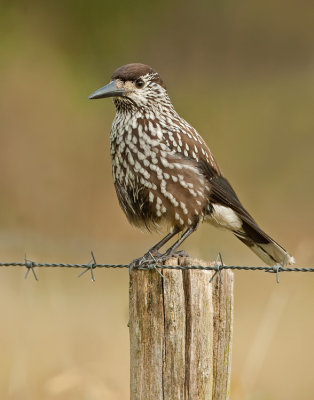 Spotted nutcracker / Notenkraker