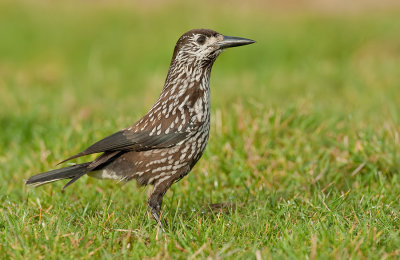 Spotted nutcracker / Notenkraker