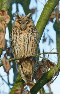 Long-eared owl / Ransuil