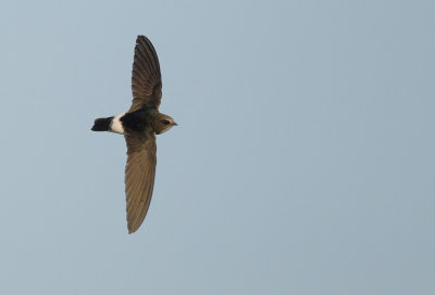 Little Swift / Huisgierzwaluw