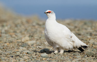 Svalbard grouse / Spitsbergensneeuwhoen