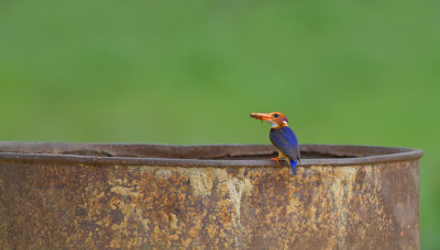 African Pygmy Kingfisher / Afrikaanse dwergijsvogel