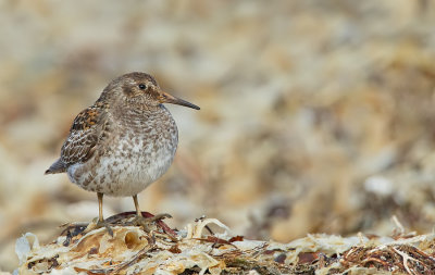 Purple Sandpiper / Paarse Strandloper 