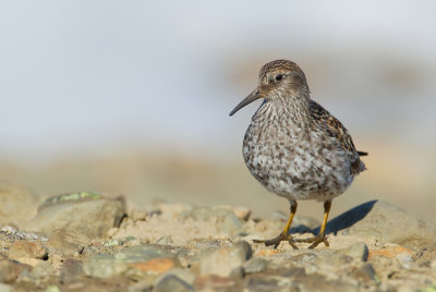 Purple Sandpiper / Paarse Strandloper 