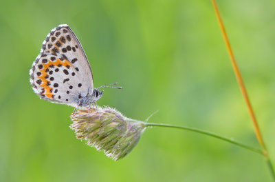 Chequered blue / Vetkruidblauwtje 