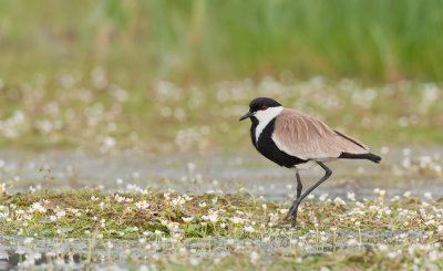 Spur-winged plover / Sporenkievit