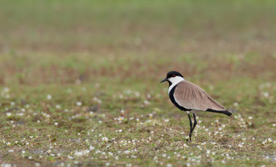 Spur-winged plover / Sporenkievit