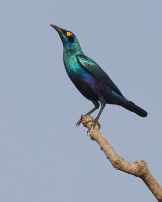 Bronze-tailed glossy starling / Bronsstaart glansspreeuw