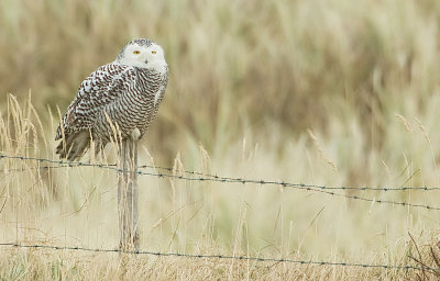 Snowy Owl / Sneeuwuil