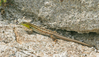 Slangooghagedis / Snake eye lizard
