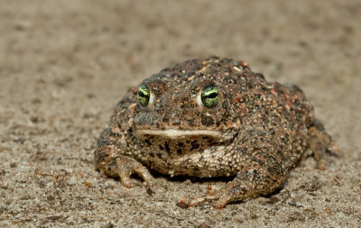 Natterjack Toad / Rugstreeppad