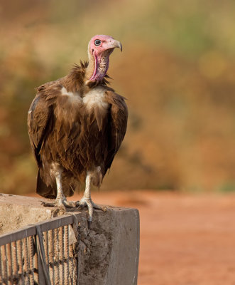 Hooded vulture / Kapgier 