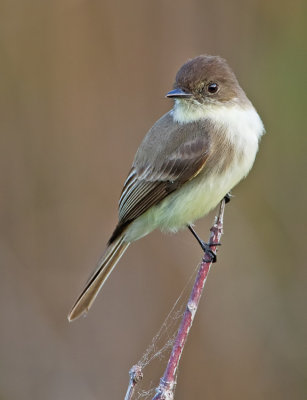 Eastern Phoebe / Phoebe