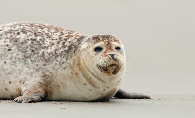 Common seal / Gewone zeehond