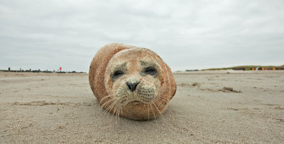 Common seal / Gewone zeehond