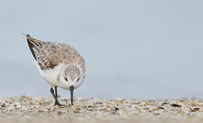 Sanderling / Drieteenstrandloper