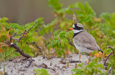 Ringed plover / Bontbekplevier 