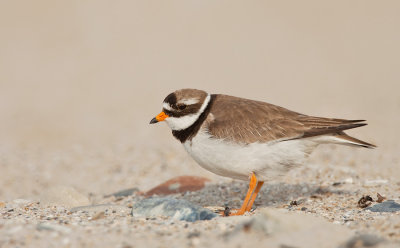 Ringed plover / Bontbekplevier 
