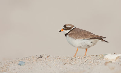 Ringed plover / Bontbekplevier 