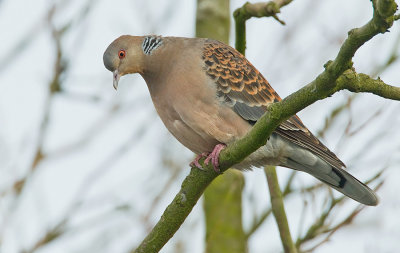 Oriental Turtle dove / Oosterse tortel