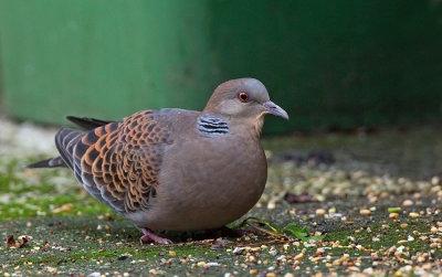 Oriental Turtle dove / Oosterse tortel
