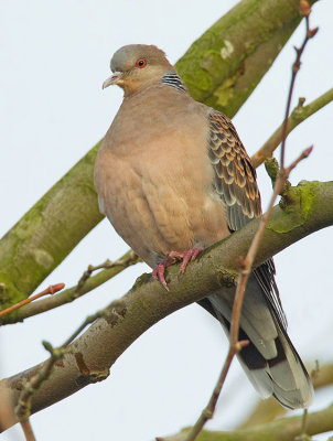 Oriental Turtle dove / Oosterse tortel