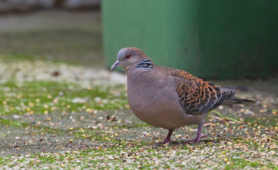 Oriental Turtle dove / Oosterse tortel