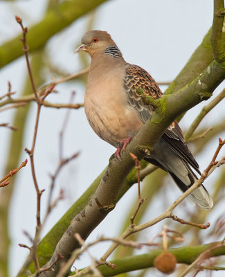 Oriental Turtle dove / Oosterse tortel