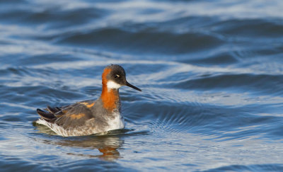 Red-necked Phalarope / Grauwe Franjepoot