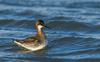 Red-necked Phalarope / Grauwe Franjepoot