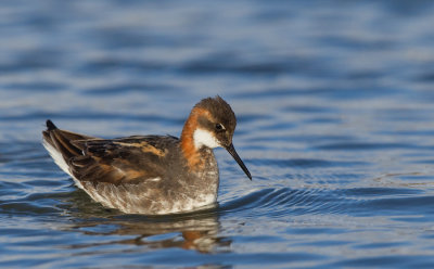 Red-necked Phalarope / Grauwe Franjepoot