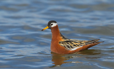 Grey Phalarope / Rosse Franjepoot