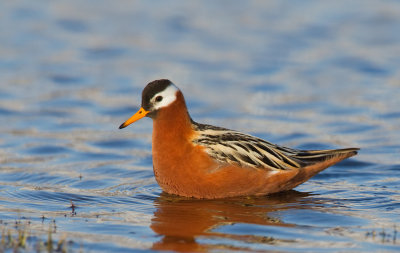 Grey Phalarope / Rosse Franjepoot