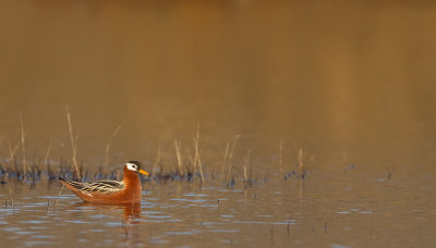 Grey Phalarope / Rosse Franjepoot