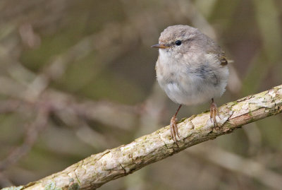 Siberian Chiffchaff / Siberische Tjiftjaf