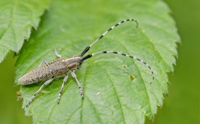 Golden-bloomed Grey Longhorn / Distelbok