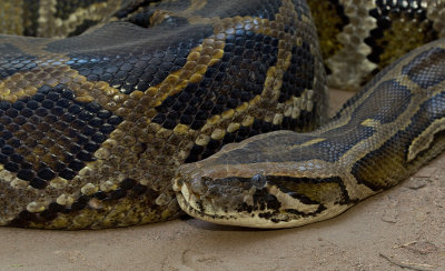 African rock python / Rotspython