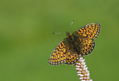 Bog Fritillary / Ringoogparelmoervlinder 