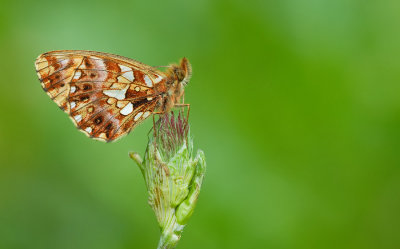 Weaver's Fritillary or Violet Fritillary / Paarse parelmoervlinder of Akkerparelmoervlinder