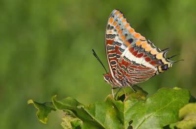 Two-tailed Pasha / Pasja