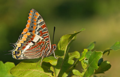 Two-tailed Pasha / Pasja