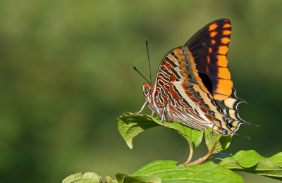 Two-tailed Pasha / Pasja