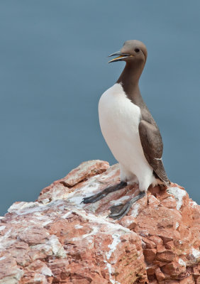 Guillemot / Zeekoet 