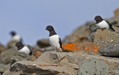 Little Auk / Kleine Alk
